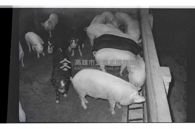 登錄號:KH2002.016.0074藏品圖，第17張