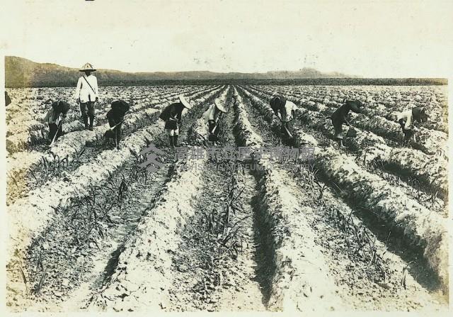 登錄號:KH2003.008.0179藏品圖，第37張