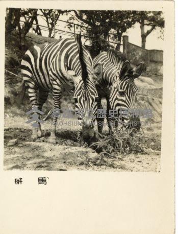 登錄號:KH2006.028.0008藏品圖，第6張