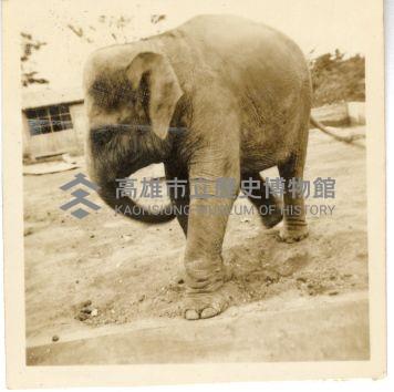 登錄號:KH2006.028.0008藏品圖，第2張