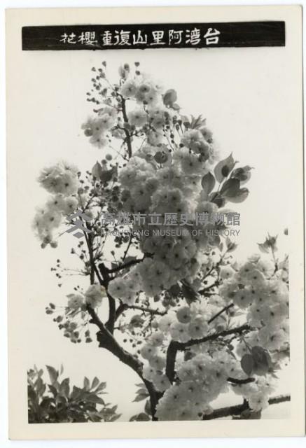 登錄號:KH2006.028.0008藏品圖，第220張