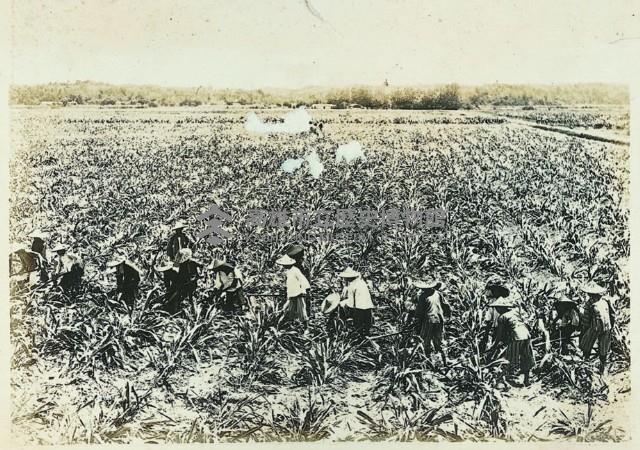 登錄號:KH2003.008.0179藏品圖，第40張