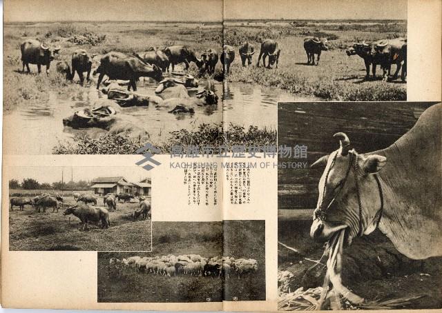 《南方の據點・臺灣寫真報道》藏品圖，第52張