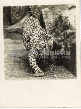 登錄號:KH2006.028.0008藏品圖，第1張