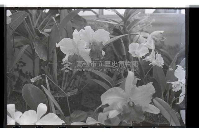 登錄號:KH2002.009.0099藏品圖，第5張