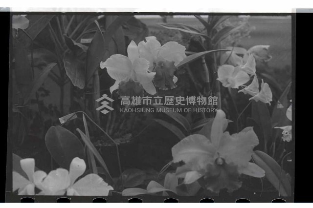 登錄號:KH2002.009.0099藏品圖，第4張