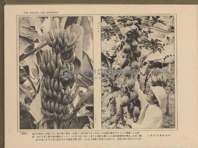 《臺灣的風光》寫真冊藏品圖，第59張