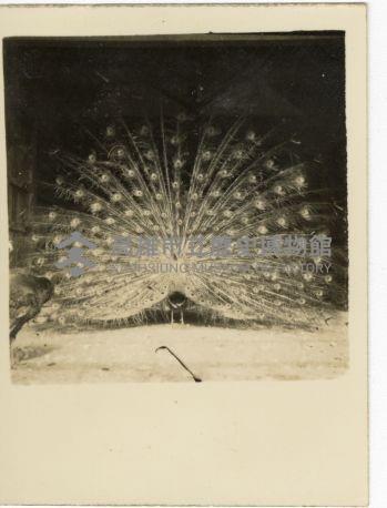 登錄號:KH2006.028.0008藏品圖，第8張