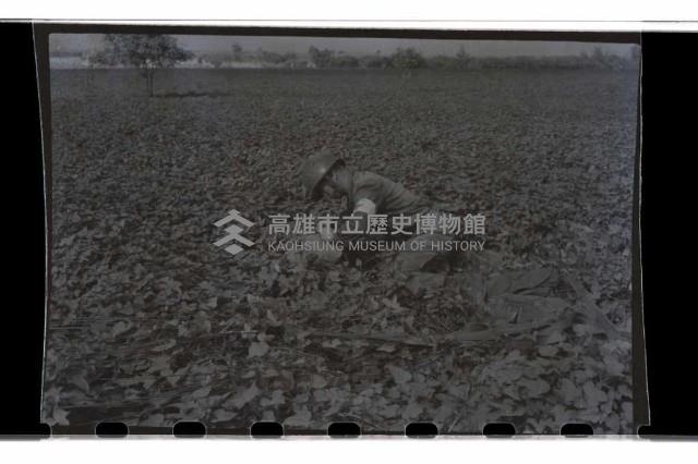 登錄號:KH2002.019.0014藏品圖，第13張