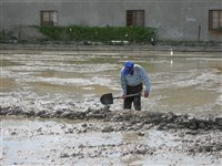 《汗水直直落 勞工影像故事輯》來自庄腳「愛土愛地 人力耕耘」照片藏品圖，第3張