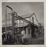 台肥公司《食品廠相簿》照片10藏品圖，第5張