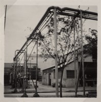 台肥公司《食品廠相簿》照片10藏品圖，第11張