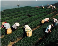 「採茶工」照片藏品圖，第1張