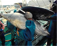 「扛魚」照片藏品圖，第1張