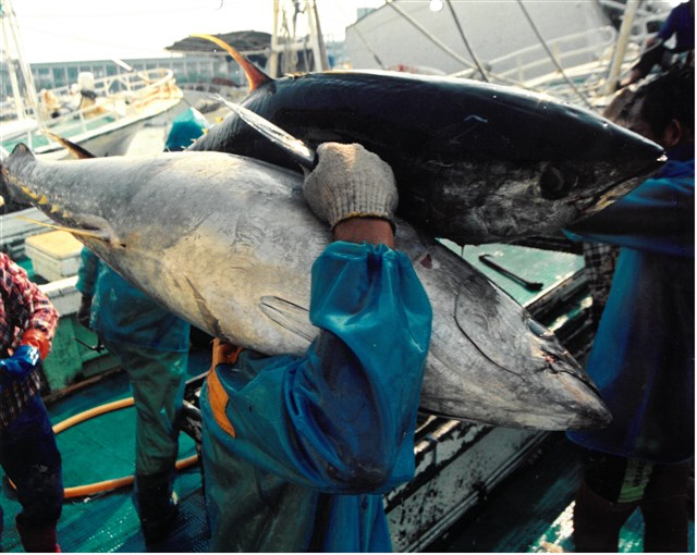 「扛魚」照片的圖片