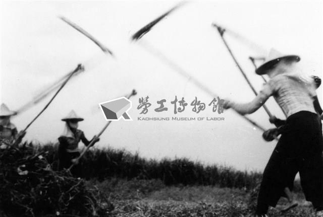 《汗水直直落 勞工影像故事輯》來自庄腳「打豆子」照片藏品圖，第1張