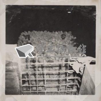 台肥公司《食品廠相簿》照片11藏品圖，第11張