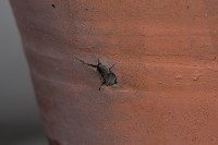 罐藏品圖，第6張