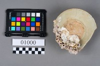 瓷碗藏品圖，第5張