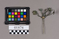 銀飾品藏品圖，第2張