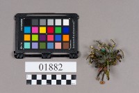 銀飾品藏品圖，第2張