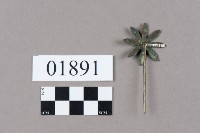 銀飾品藏品圖，第2張