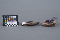 三吋金蓮藏品圖，第3張