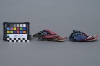 三吋金蓮藏品圖，第5張