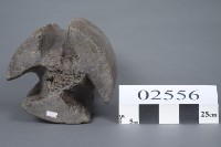 楊桃藏品圖，第5張