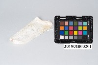 白熾紗罩燈紗罩藏品圖，第3張