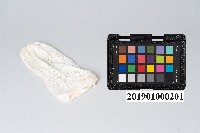 白熾紗罩燈紗罩藏品圖，第4張