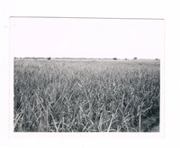 甘蔗田藏品圖，第1張