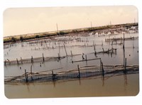 鹿耳門天后宮附近的魚塭藏品圖，第1張