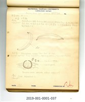 植物病理學實驗手繪圖-香蕉黑星病藏品圖，第1張