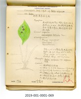 植物病理學實驗手繪圖-甜菜褐斑病藏品圖，第1張