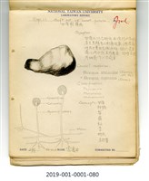 植物病理學實驗手繪圖-甘藷軟腐病(1)藏品圖，第1張