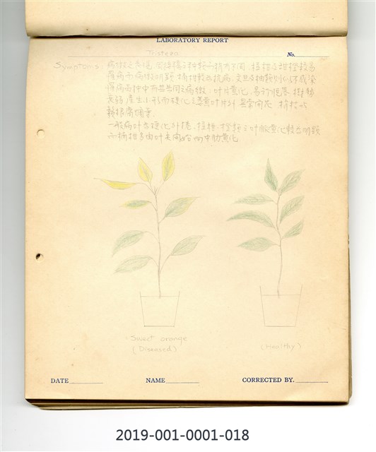 植物病理學實驗手繪圖-柑橘南美立枯病(1)的圖片