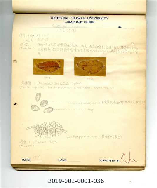 Rust of soybean