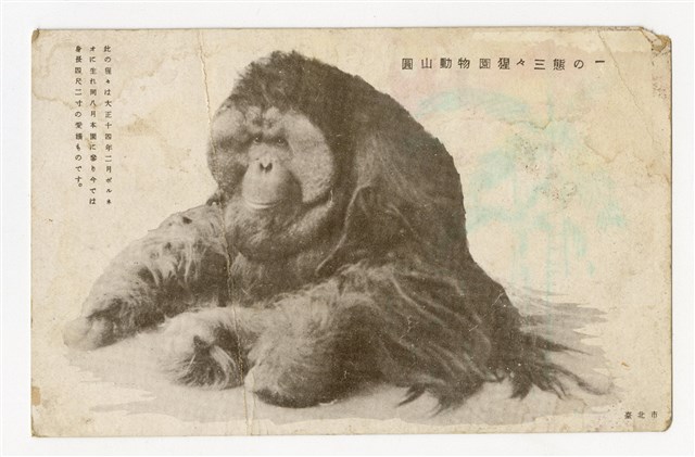 〈圓山動物園猩々三態の一〉明信片的圖片