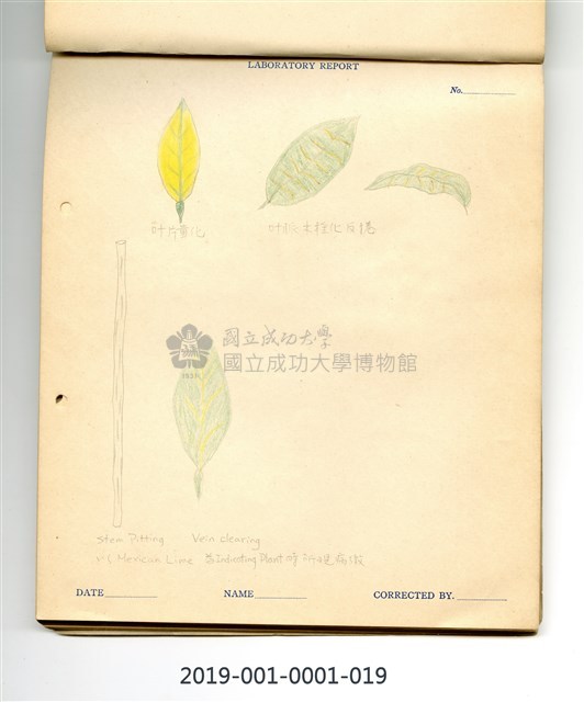 植物病理學實驗手繪圖-柑橘南美立枯病(2)藏品圖，第1張