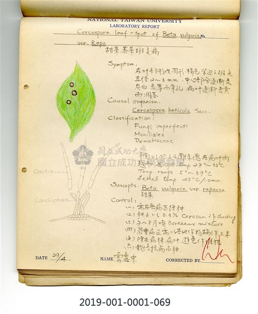 植物病理學實驗手繪圖-甜菜褐斑病藏品圖，第1張