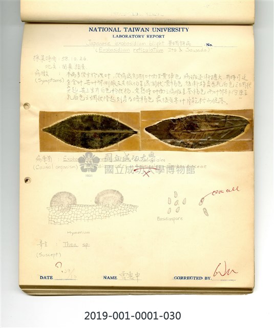 植物病理學實驗手繪圖-茶樹網餅病藏品圖，第1張