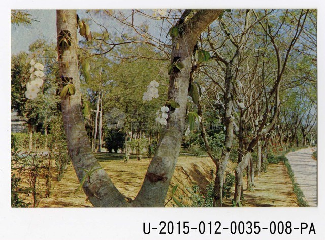 THE HIGHLIGHTS OF CHENG TSING LAKE TAIWAN REPUBLIC OF CHINA postcard set Collection Image, Figure 8, Total 13 Figures