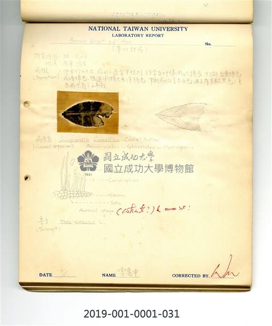 Brown blight of tea Collection Image