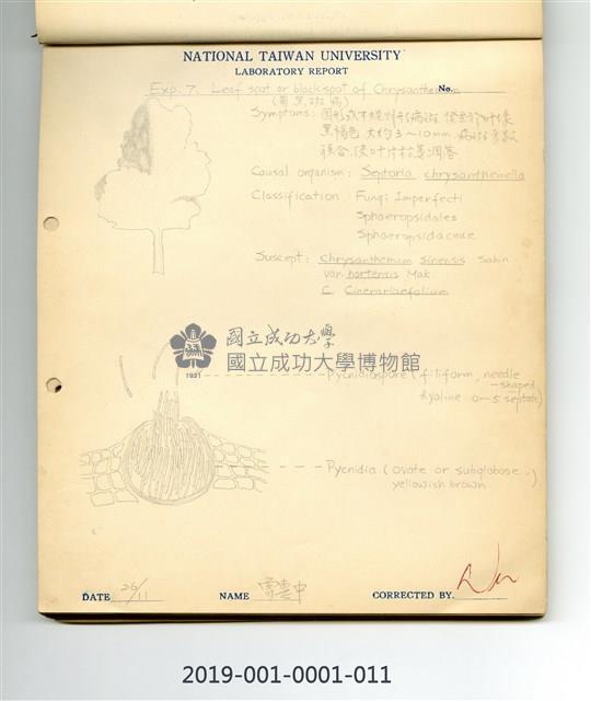 Black leaf spot of chrysanthemum Collection Image
