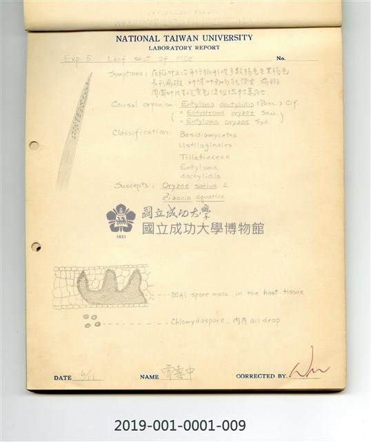 Leaf smut of rice Collection Image