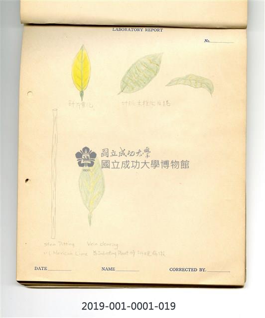 Citrus tristeza Collection Image