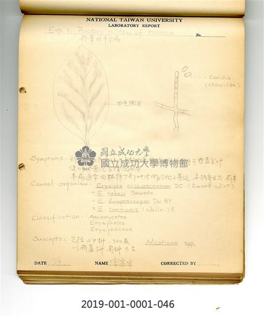 Powdery mildew of tobacco Collection Image