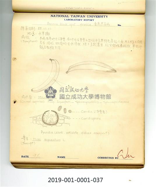 Black disease of banana Collection Image