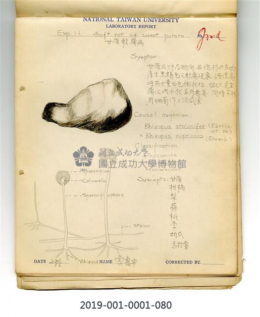 植物病理學實驗手繪圖-甘藷軟腐病(1)藏品圖，第1張